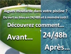 Eliminer les Algues moutardes - Accompagnement TPE et piscinologue 😉